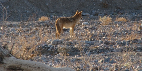 Coyote, prærieulv, Furnace Creek Visitor center, Death Valley, Californien, rejser, autocamper, motorhome