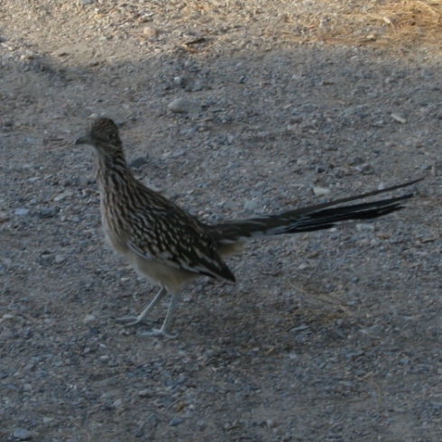 Road runner ved Furnace Creek Visitor Center, Death Valley, Californien, rejser, autocamper, motorhome